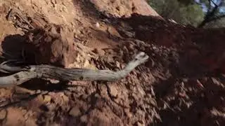 whipstick hunted