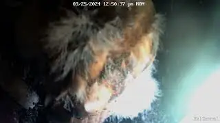 Barn Owlets Flapping Wings & Pouncing, Practicing Hunting.  Owl Box C - 3/25/24 - 12:47-12:52 pm