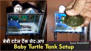 How To Setup New Turtle tank for Baby Turtle 🐢 #yellowsliderturtle