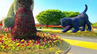 ដំណើរ កំសាន្តទៅទូស្សនា South Korea Tulip Festival in Korea Flow Park 코리아 플라워 파크 🌷🌷