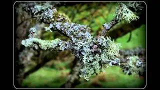 Liking lichen (and fungus, fern, moss...) (1)