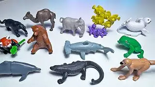 Sea Animals, Wild Animals, Dolphin, Hammerhead Shark, Seal, Polar Bear, Moorish Idol, Komodo Dragon