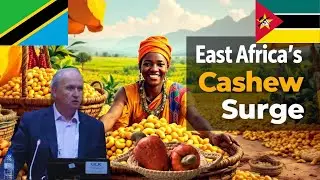 Why East Africa Cashew Crop is Making Waves  Key Market Trends Uncovered| Galaxy Commercial