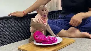 Copy of Monkey Icy enjoys eating yummy dragon fruit.