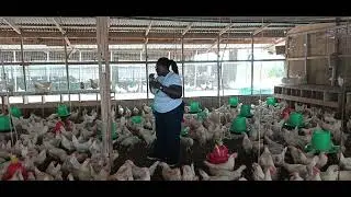 How the Deep Litter System Improves Poultry Health and Farm Profitability📜 