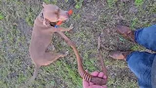 Carhartt shock absorbing leash review