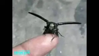 Insect Species - Beetle (Metallic Wood-boring Beetles / Jewel Beetles) | Beetle Cute Dance |