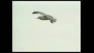 Fowlsheugh 1999   by  Alex Forbes