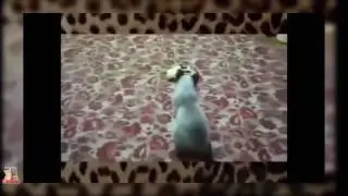 Scared Cats Jumping The Best Funny Cats Jumping Videos Compilation