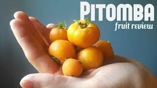Обзор фруктов Питомба &mdash; Weird Fruit Explorer, выпуск 227