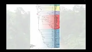 Biogeography and niche evolution of the Quercus section Ilex_IUFRO_LinLin