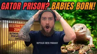 Alligator Alcatraz Controversy, Breeding Updates, & New Pit Viper Found! | Reptiles With Podcast