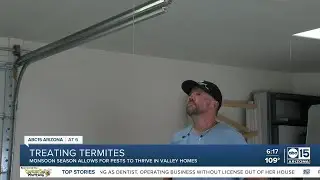 Rare termite 'tubes' show up in Paradise Valley
