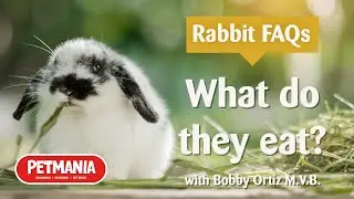 What do rabbits eat? - Rabbit FAQs with Bobby Ortiz