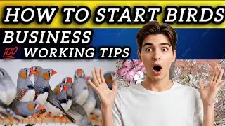 How To Start Birds Business | Earn Money With Birds | Zebra Finches Business Full Guide