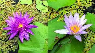Montreal Botanical Garden Tour Walkthrough | Beautiful Flowers
