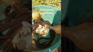 Armadilha para mussum e piramboia  | Baci&atilde;o infal&iacute;vel