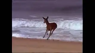 deer running wild by the sea in Italy during Covid!