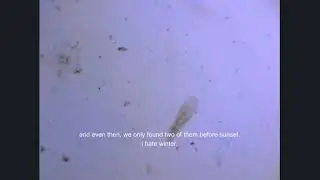 reflection? (first paramecium)