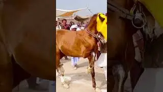 Best Ghoda Nach || Billiwala Multan