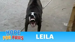 Leila - My FIRST rescue video EVER!!  :-) #hope