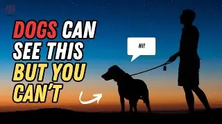 10 STRANGE Things ONLY Dogs Can See And Hear But You Can't! | Dog Super Senses Explained | UZR Tube