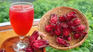 MINUMAN SEHAT ANTIOKSIDAN DARI BUNGA ROSELLA SEGAR HASIL PANEN DI KEBUN ROOFTOP RUMAH