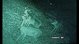 DEER IN MY YARD IN PA.    ALL 3 BUCKS 01/12/26 TERITORIAL SPATTS