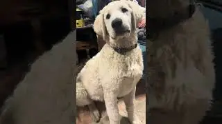 Hungarian KUVASZ puppy concentrates :)  #dogcasttv #kuvasz