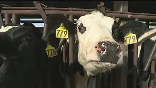 Local farmer raises close to 300 dairy heifers