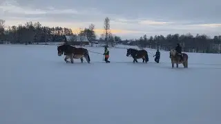 Riding and Ground Driving with Ture, Hebbe and Rune 2