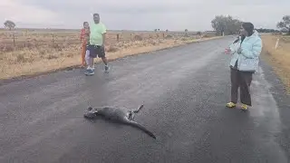 Kangaroo Ke Sath Hamara Car Accident Ho Gaya🥱Phir Kangaroo Mar Gaya🧎&zwj;♂️🙄||Family Vlog||