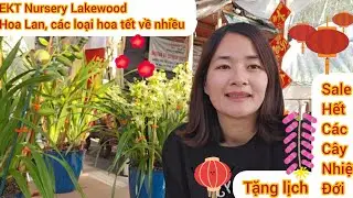 Địa Lan, hoa tết các loại về nhiều, cây ăn trái nhiệt đới các loại giá rẻ cây to, tặng lịch