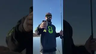 Toxic Baits Wade Hogg Product Description