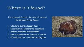 Ocean Ecosystem Science Presentation in Blue White Illustrative Style pdf
