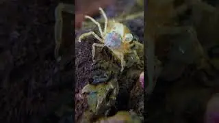 3 Reasons Why Thai Micro Crabs NEED To Be Kept In Groups!