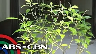 Salamat Dok: Balbas Pusa | Cure Mula sa Nature