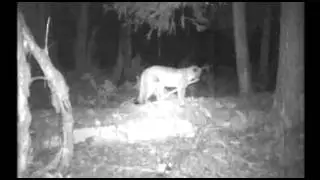 Gifford Pinchot Cougars | Citizen Wildlife Monitoring Program