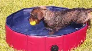 Portable Paw Pool