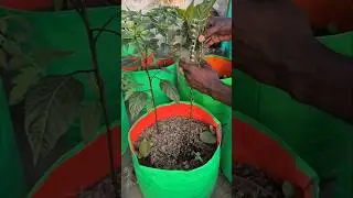 The Ultimate Guide to growing chilly Plants In Terrace garden #gardening #shortvideo #farming