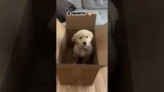 25 Days to 10 Month Golden retriever transformation #feed #transformation #puppy #doglover #cute