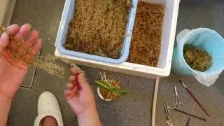 Fuukiran: My repotting method.