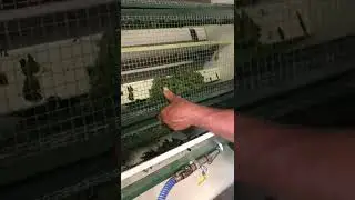 Pea Sheller