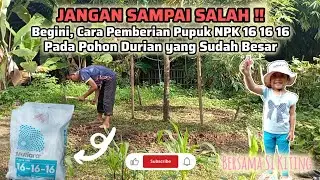 BEGINI‼️CARA PEMBERIAN PUPUK NPK 16 16 16 PADA POHON DURIAN YANG SUDAH BESAR