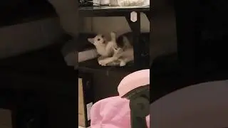 Menace #cat #trending #trendingshorts #funny #funnyvideo #funnycats #animals #music #play #kitten