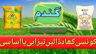 How to use phosphorus fertilizer in wheat crop | zikria agri information