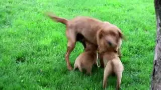 Fox Red Labrador Retriever Puppies For Sale