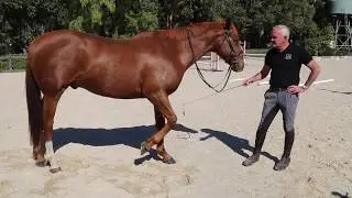 Using the whip in horse training with Andrew McLean