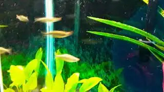 Reedfish eating redworm