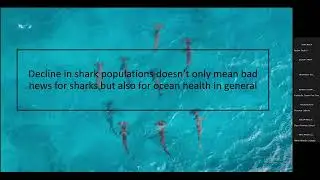 Shark Awareness Day
